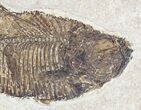 Diplomystus Fossil Fish - Wyoming #20828-2